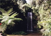 Millaa-Millaa-Falls im Atherton Tableland; Queensland; Australien